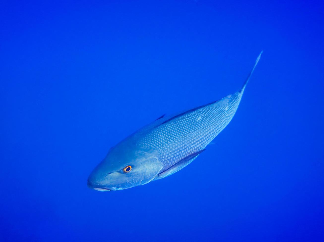 Große Silberfische mit orangefarbenen Augen schwimmen beim Tauchen ganz nah im tiefblauen Wasser foto