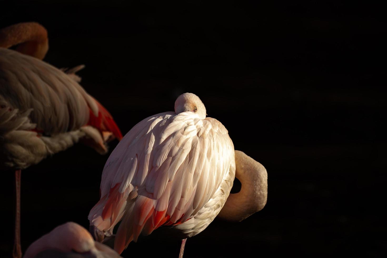 Rosa Flamingo schläft foto
