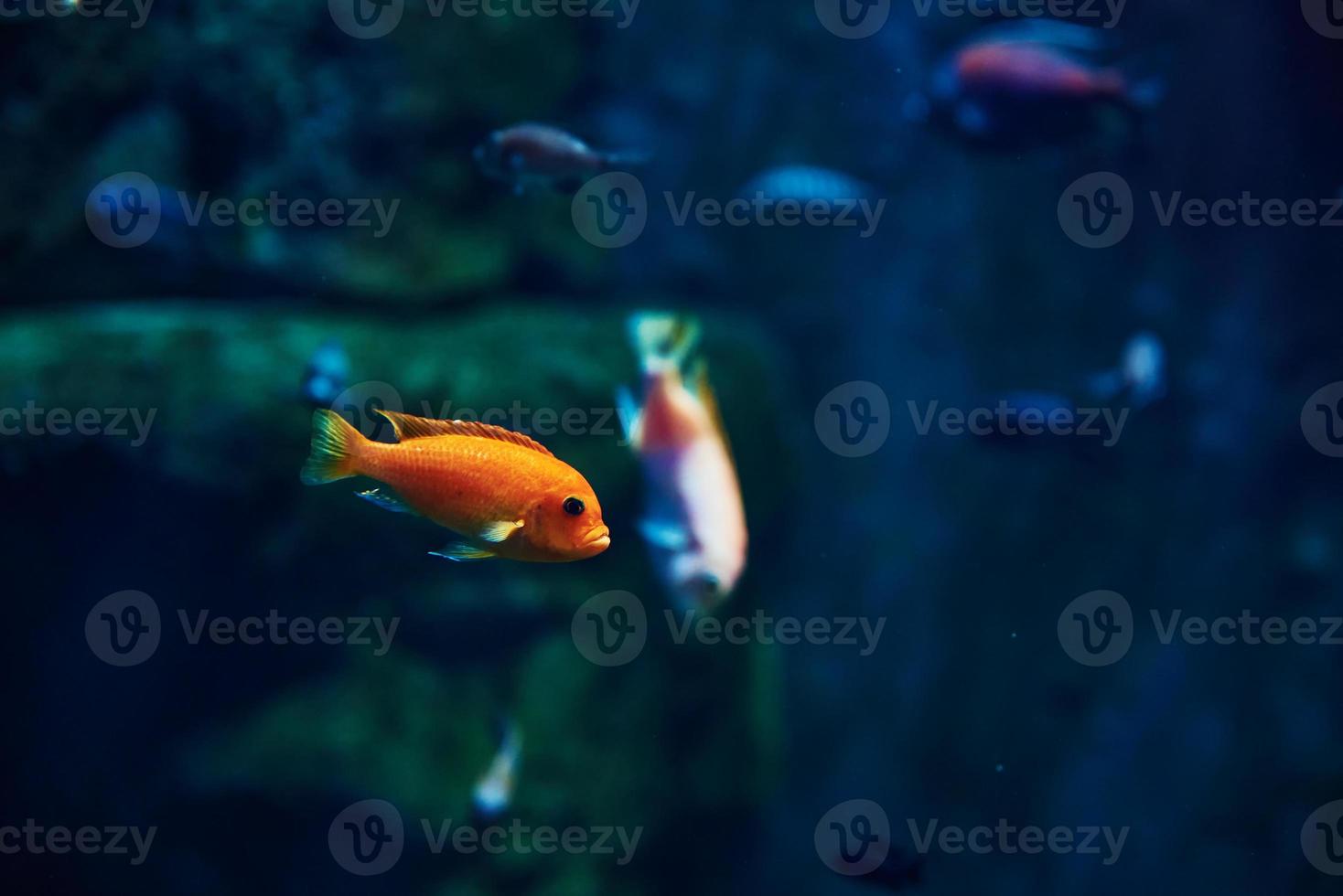 Meeresfische im tiefen Aquarium, Meereslebewesen foto