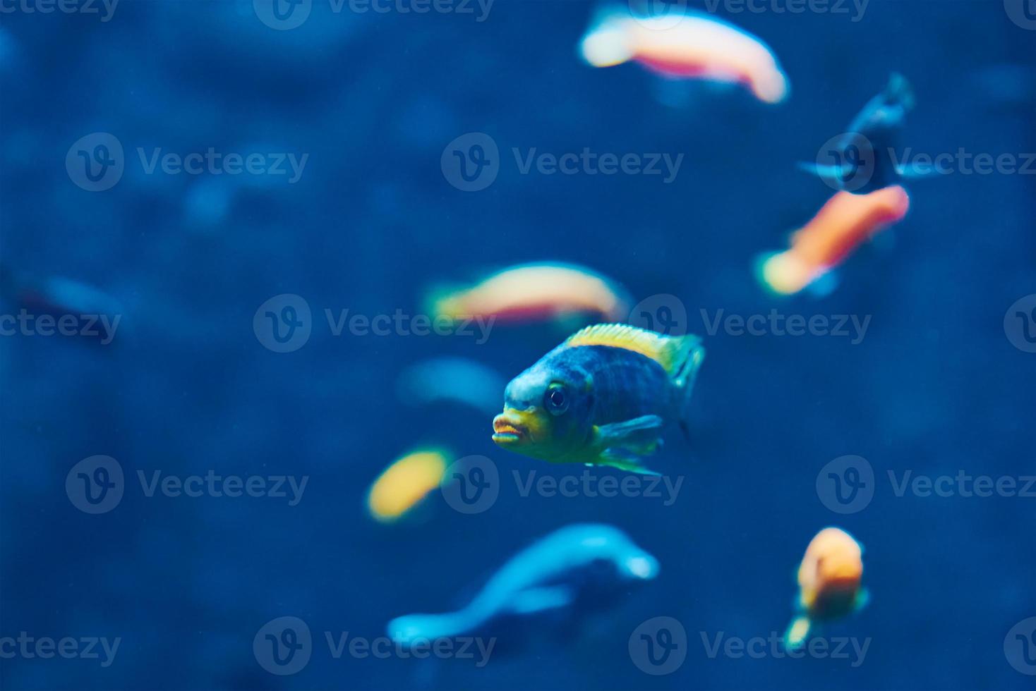 Meeresfische im tiefen Aquarium, Meereslebewesen foto