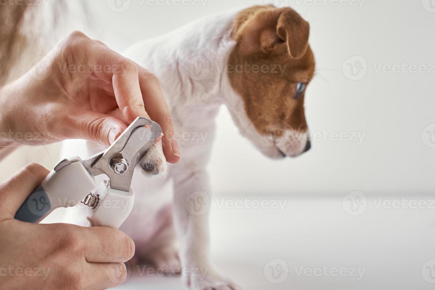 Besitzer schneidet Nägel Jack Russel Terrier Welpen Hund mit einer Schere foto