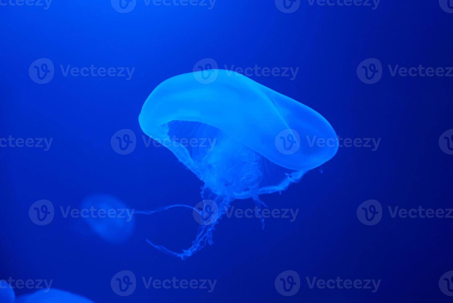 qualle schwimmt unter wasser im aquarium foto