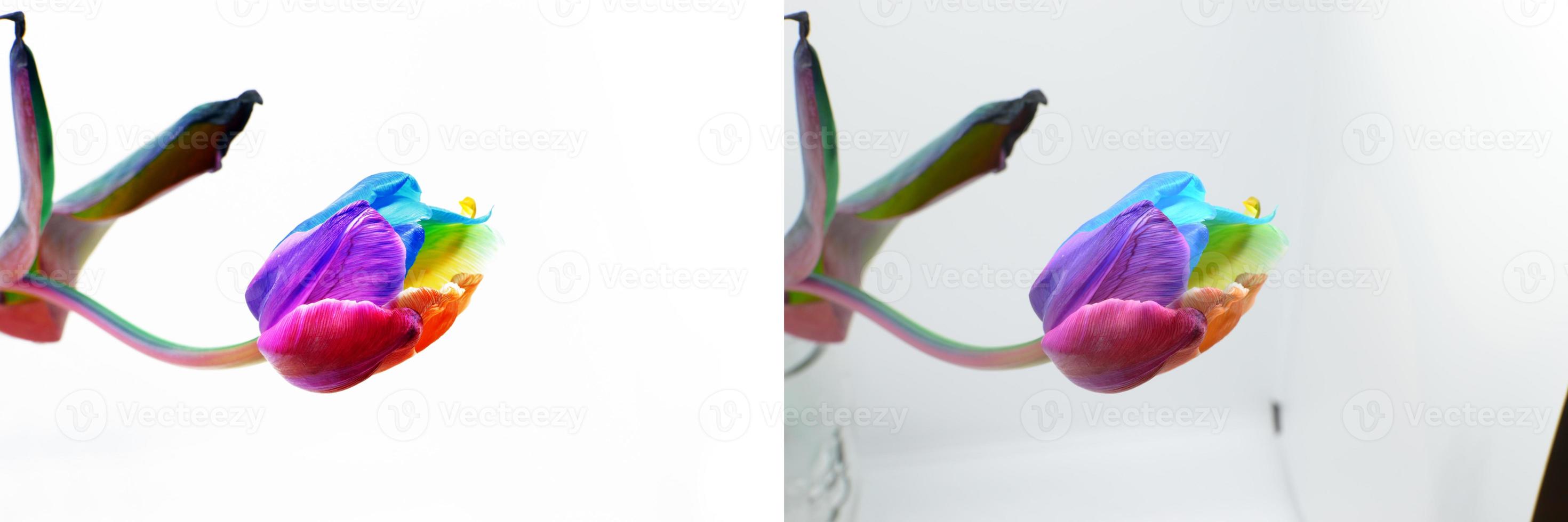 Regenbogen-Tulpe isoliert auf weißem background.rainbow Frühlingsblume tulip.dutch Tulpe und Regenbogensymbol von pride.spring bunten Blumenhintergrund. foto