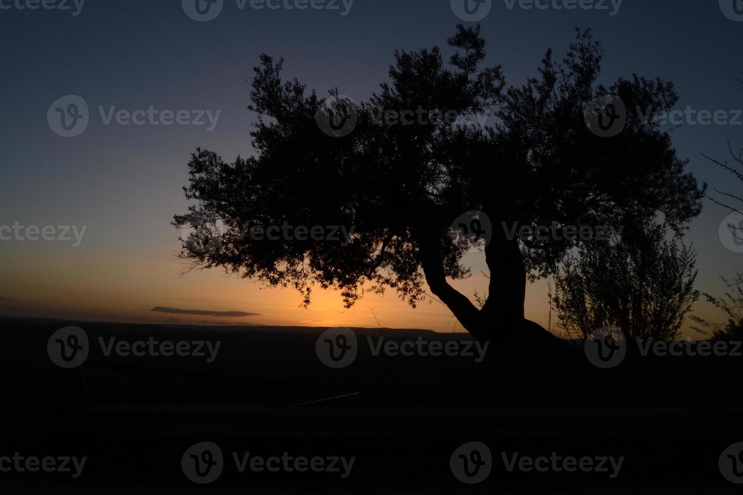Silhouette eines Olivenbaums bei Sonnenuntergang foto