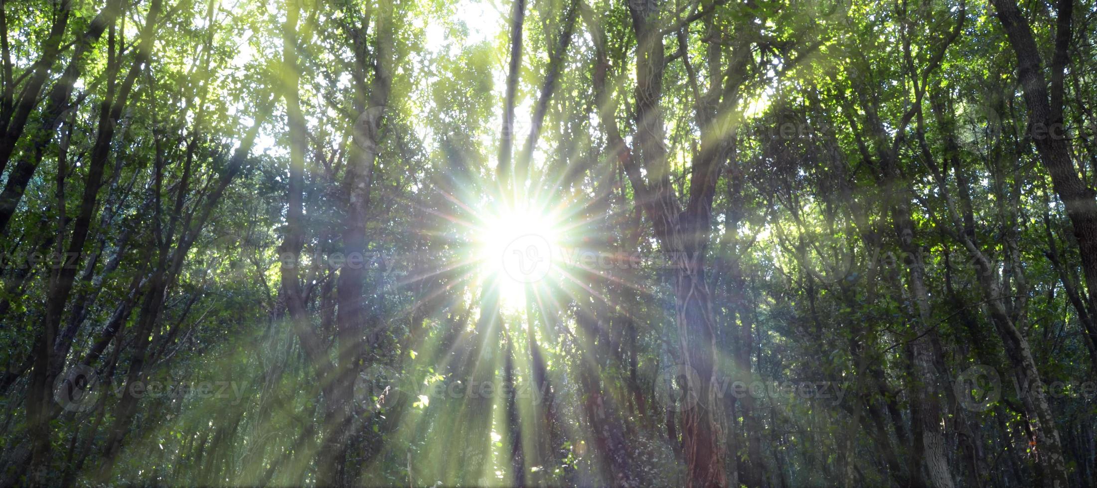 Eichenwald, der von den Sonnenstrahlen durch den Nebel beleuchtet wird. Sonnenstrahlen, die durch dichte Vegetation im Wald gehen. Eichenwald Sonnenschein foto