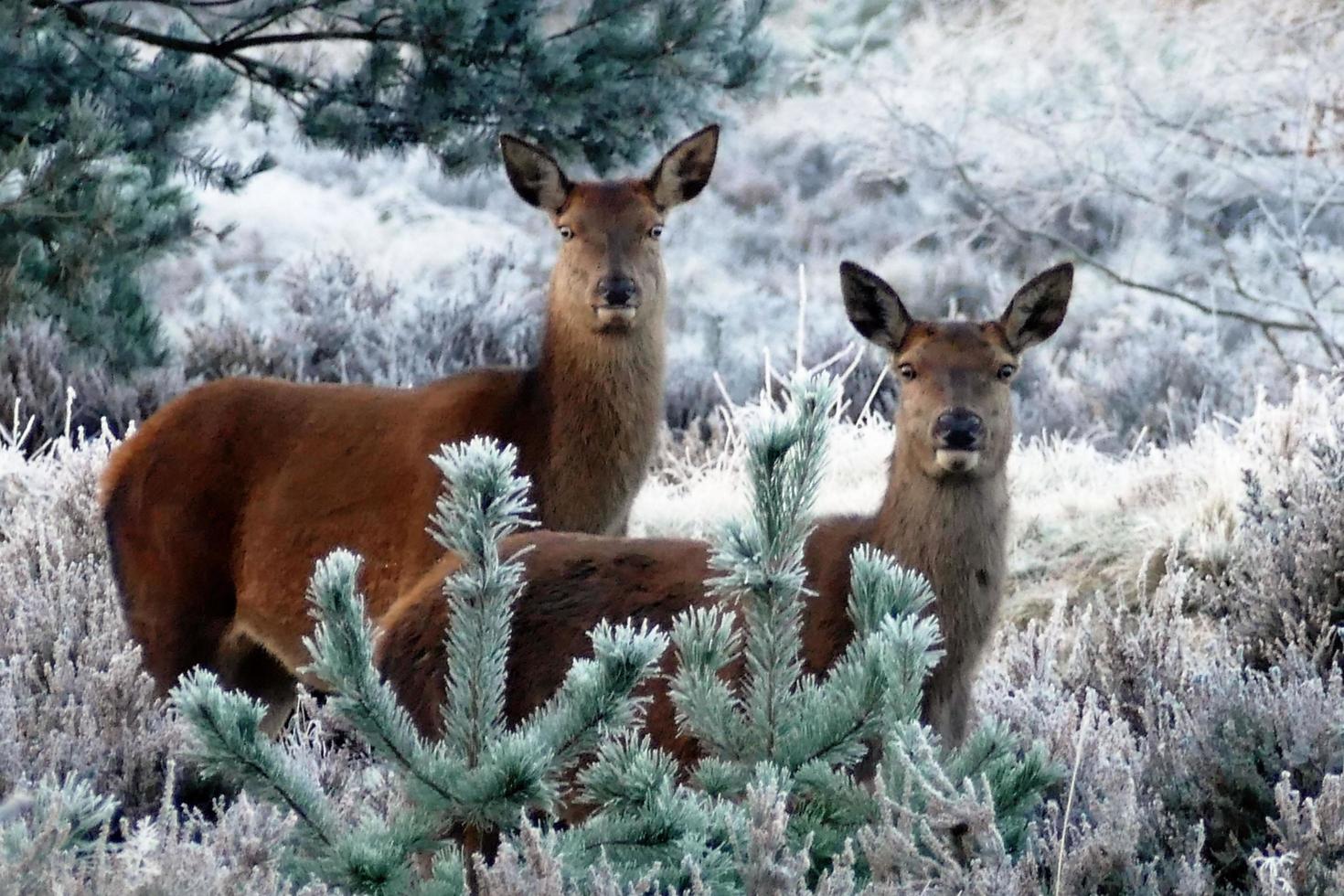 Rotwild im Schnee foto