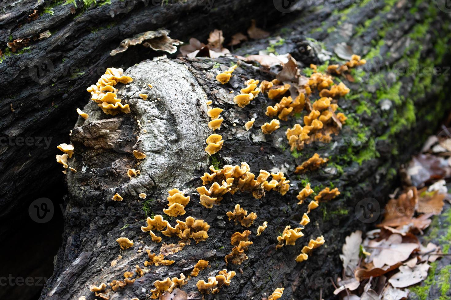 Pilze wachsen auf morschem Holz im Wald foto