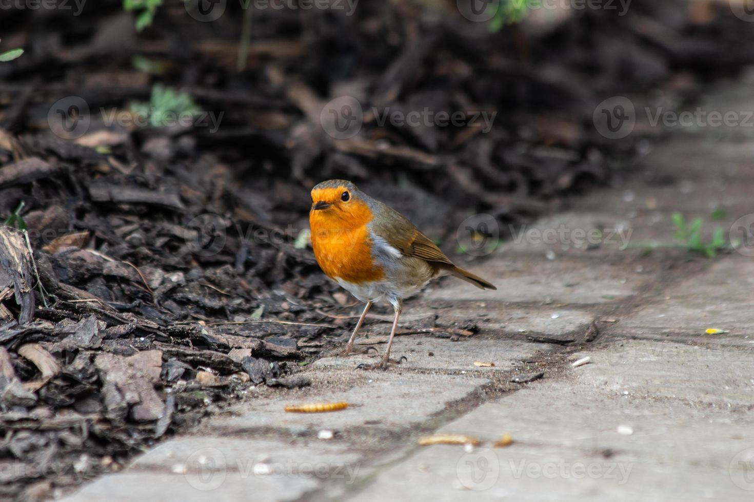 ein Rotkehlchen, das im Garten stillt foto