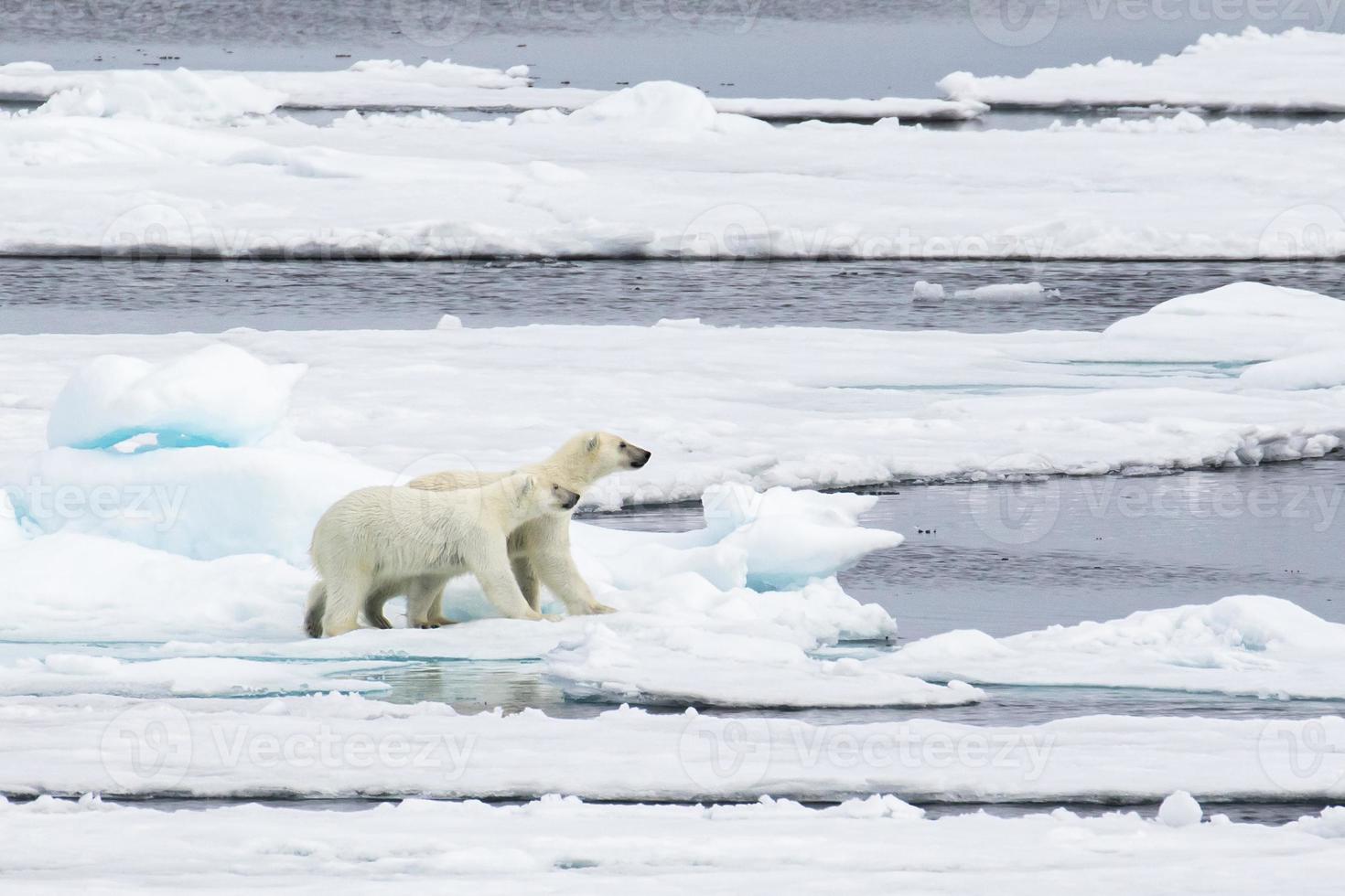 Eisbärbabys auf Meereis in der Arktis foto