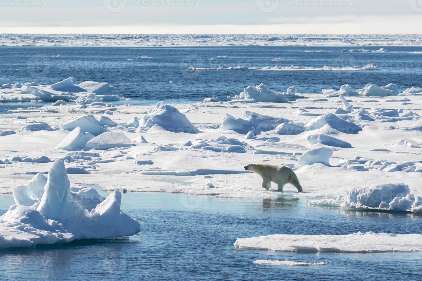 Ein Eisbär auf Meereis in der Arktis foto