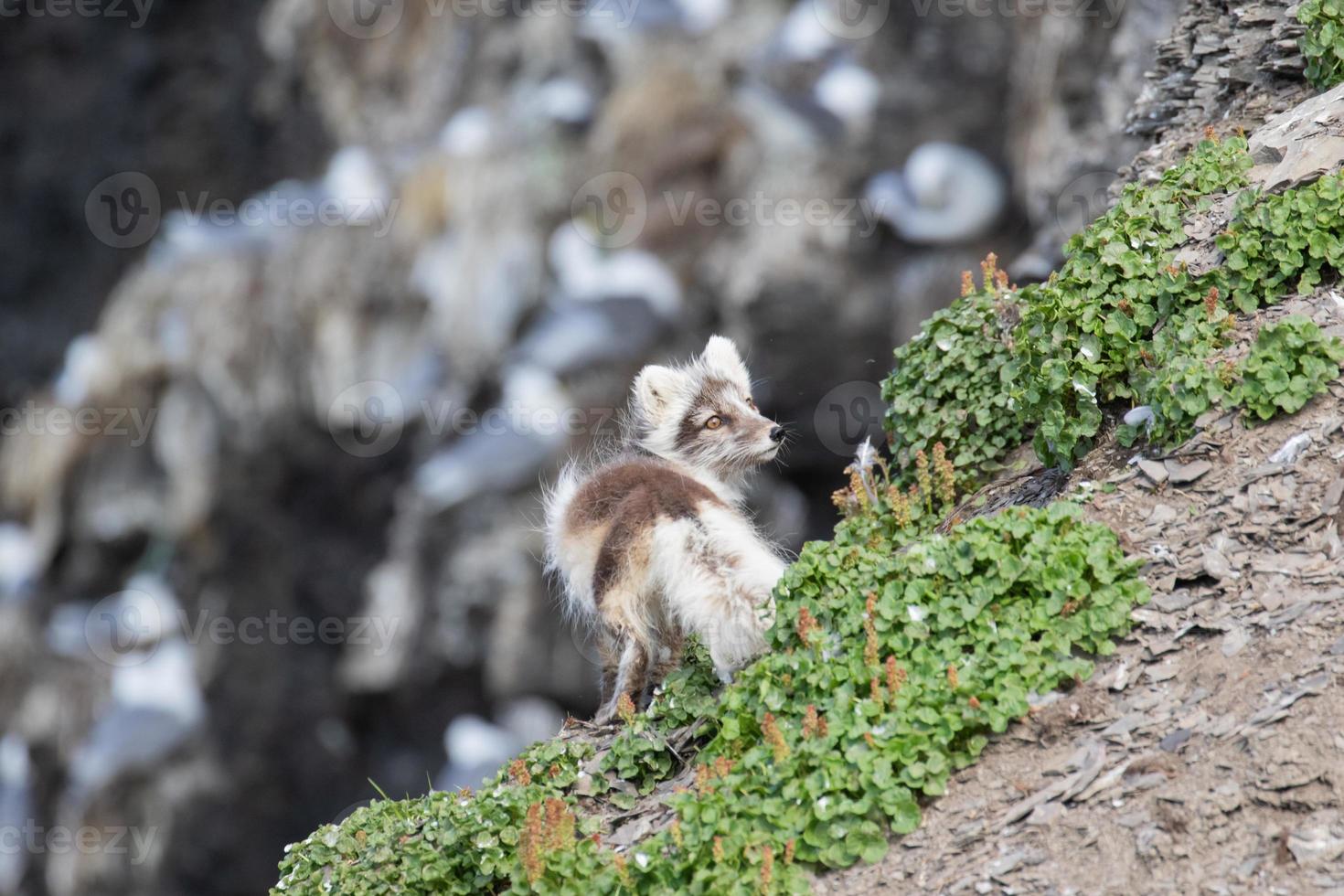 Ein Polarfuchs im Sommermantel, der nach Vögeln und Eiern sucht foto