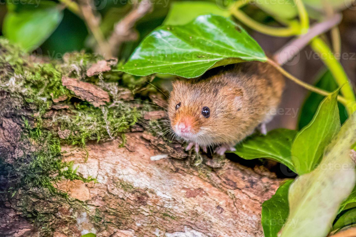 Waldmaus, die durch einige Blätter späht, während sie auf einem Baumstamm sitzt foto