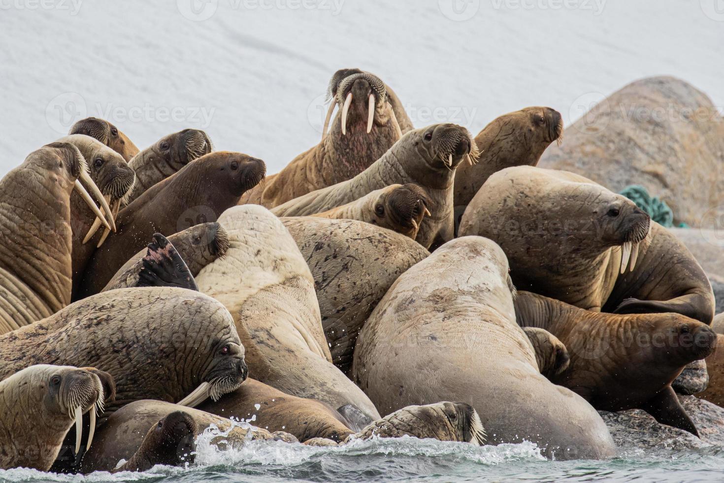 eine Walrosskolonie auf Spitzbergen in der Arktis foto