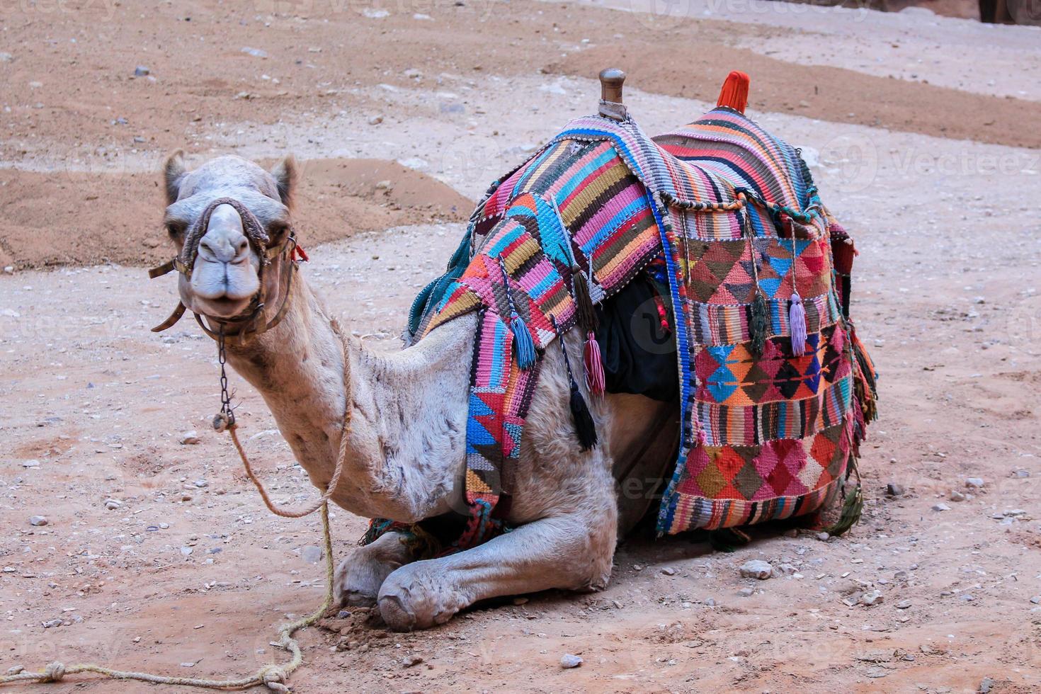 ein Kamel, das sich in den Sand von Petra in Jordanien legt foto