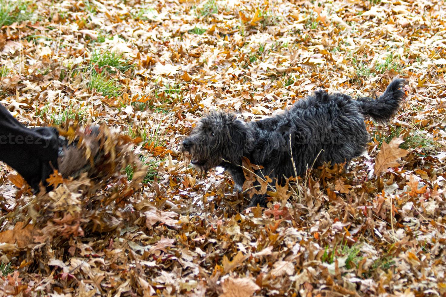 ein Bordoodle-Welpe, der im Herbstlaub spielt foto