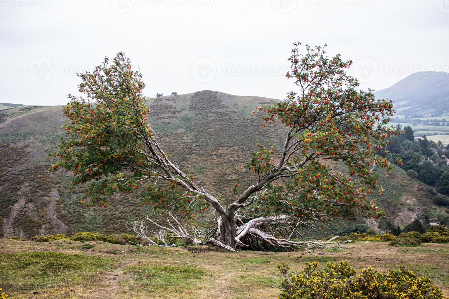 ein in zwei Hälften geteilter Baum auf der Hügelseite in Shropshire foto