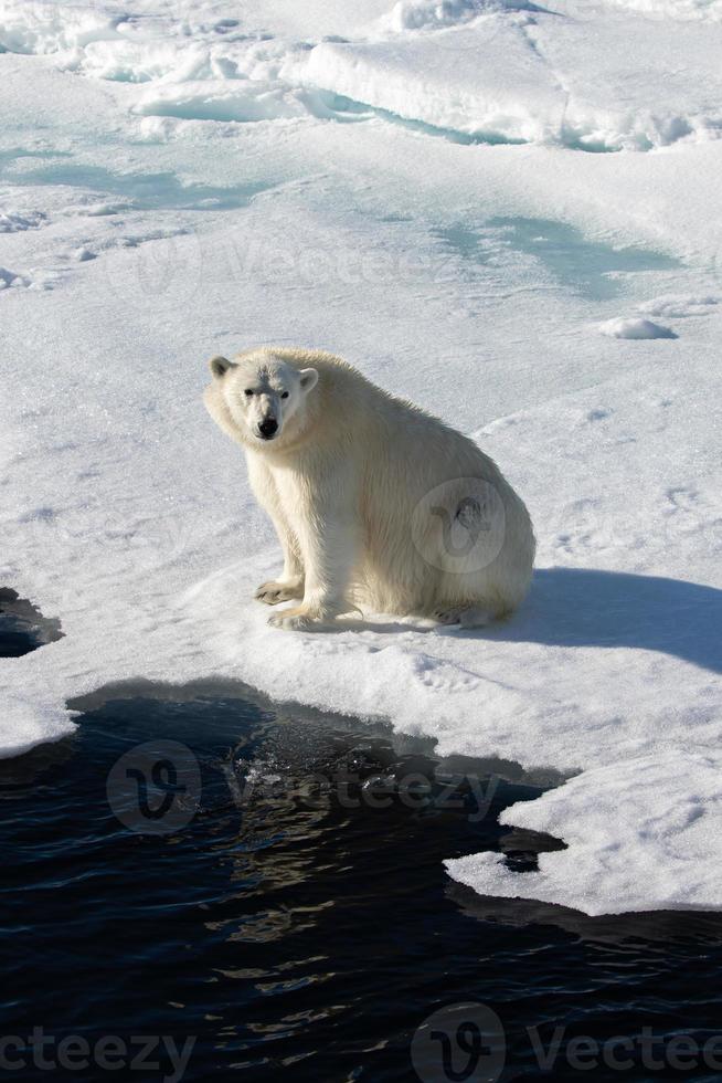 Ein Eisbär auf Meereis in der Arktis foto