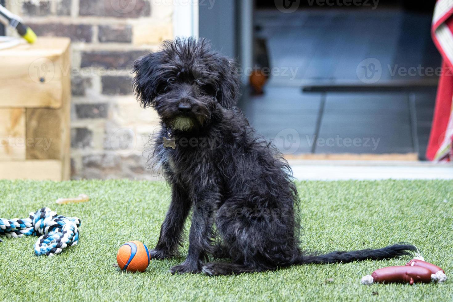 ein bordoodle-welpe, der im garten mit spielzeug spielt foto