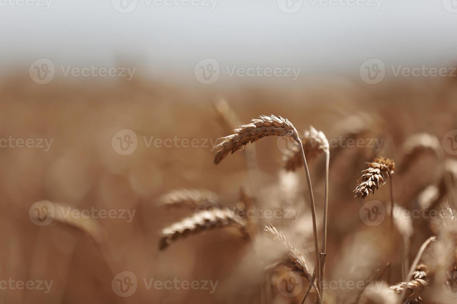 Weizenähren hautnah. Weizenfeld. Ähren des goldenen Weizens hautnah. schöne naturlandschaft bei sonnenuntergang. Hintergrund der reifen Ähren des Wiesenweizenfeldes. reiches erntekonzept. Etikettendesign foto