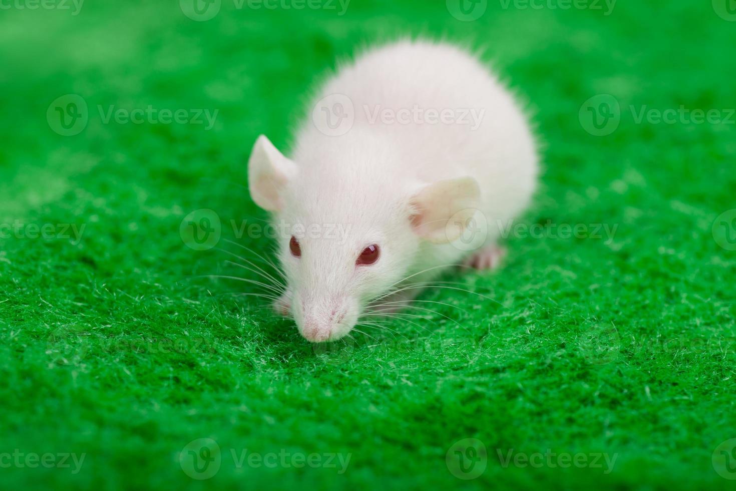 weiße Maus auf einem Hintergrund des grünen Grases foto