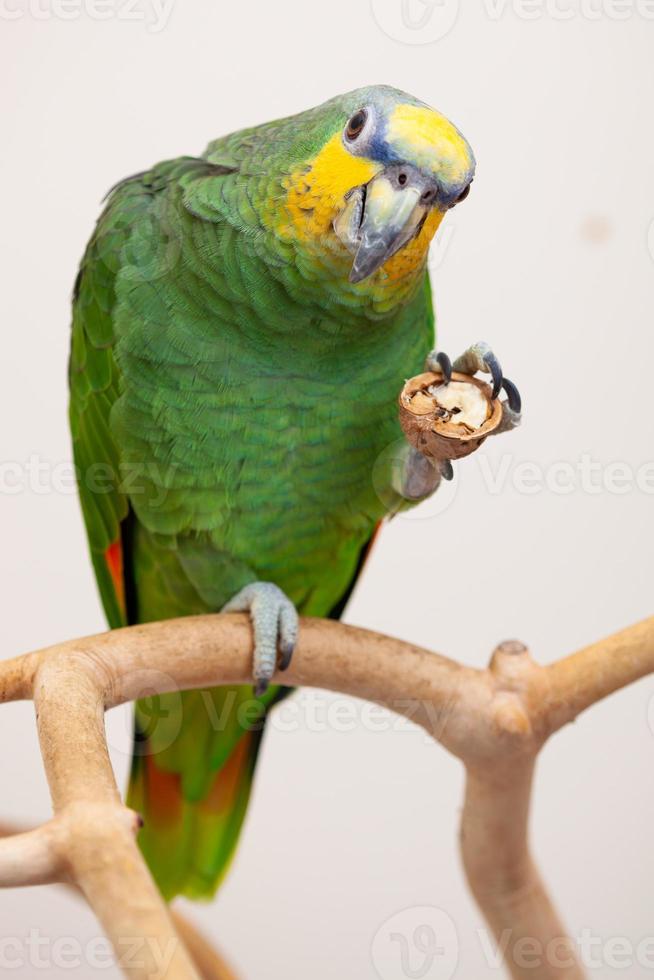 amazon grüner papagei, der eine nusswalnuss nah oben isst foto