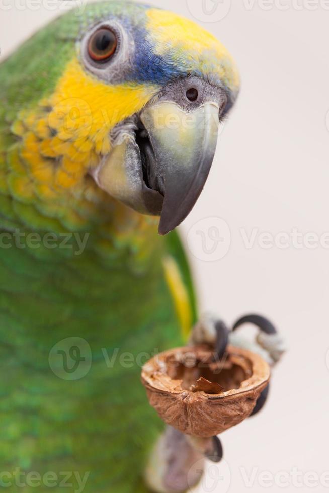 amazon grüner papagei, der eine nusswalnuss nah oben isst foto