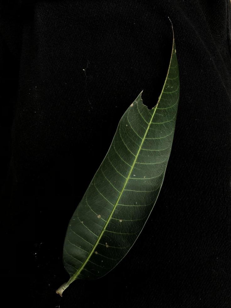 Mango-Blatt-Textur mit Wasserkörnern für Tapetenhintergrund foto