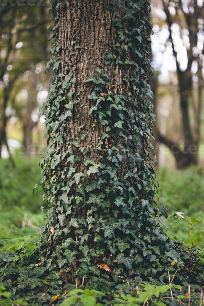 Ein Efeu wächst entlang des Baumstamms foto