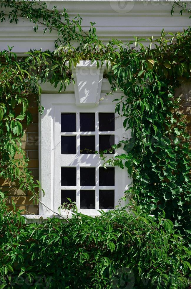 weißes fenster an grüner wand mit kletterpflanze. natürliche grüne blattgrasabdeckungswand mit weißem fensterhintergrund, umweltfreundlicher hintergrund foto