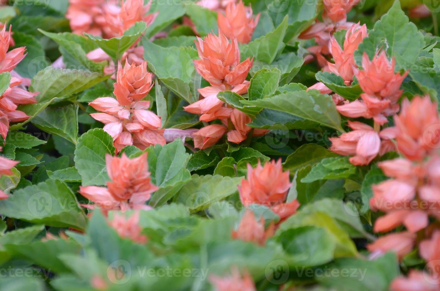 rote blumen salvia splendens wärmeliebende pflanzen foto