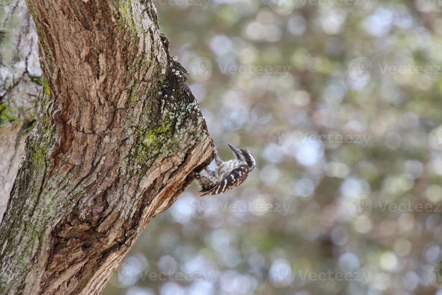 Sunda-Zwergspecht, der auf einem Baum pickt foto