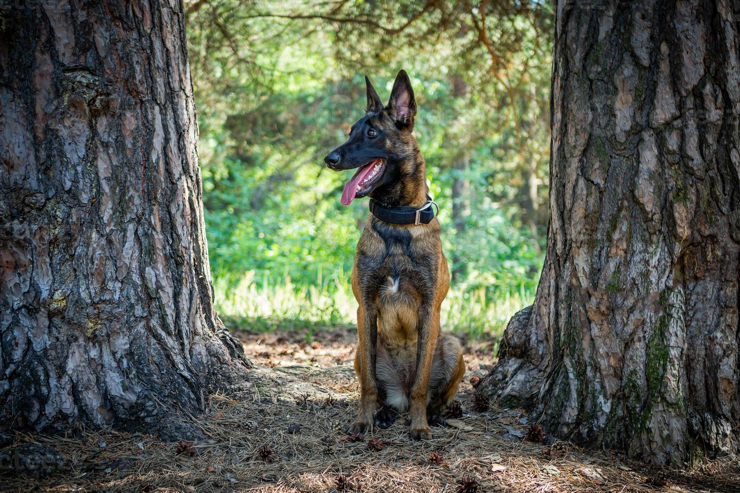 Porträt eines belgischen Schäferhundes, bei einem Spaziergang in einem grünen Park. foto