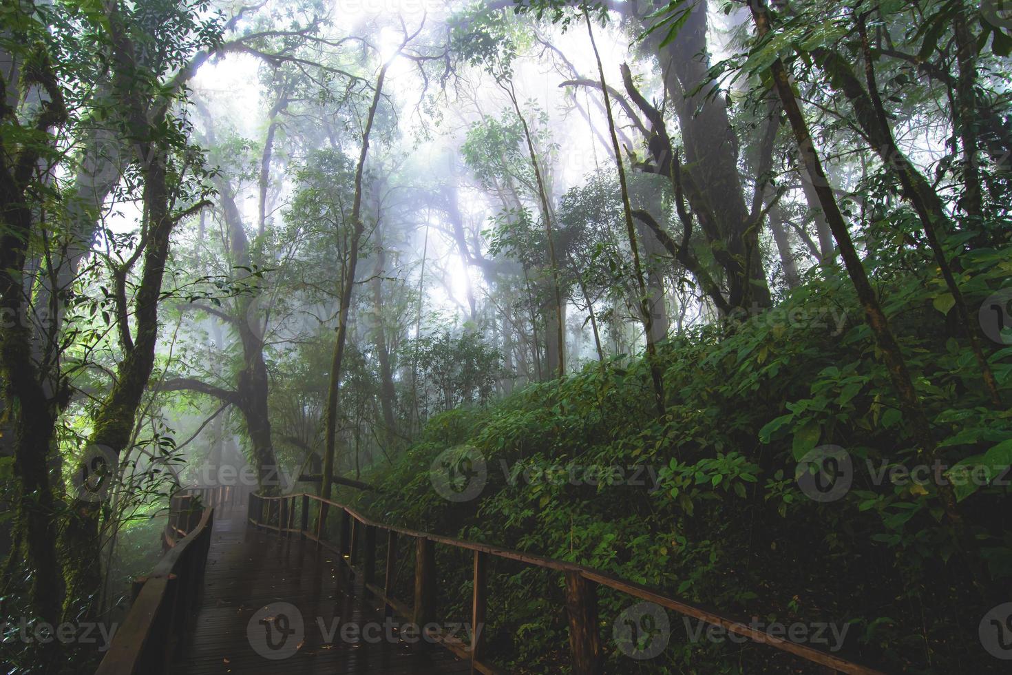 schöner regenwald am naturlehrpfad ang ka im doi inthanon nationalpark, thailand foto