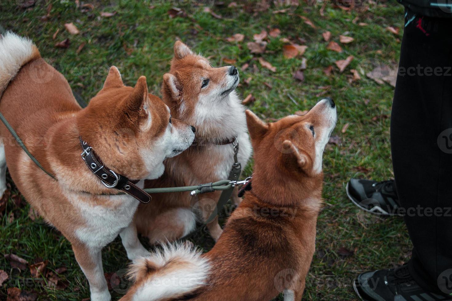 japanische shiba inu zuchthunde gehen zusammen im herbstlichen nebligen park. zwei süße rote hunde der rasse shiba inu und goldene herbstblätter herum foto