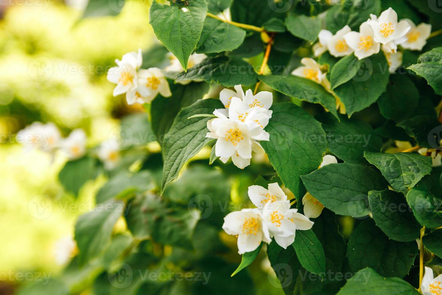 Schöne weiße Jasminblüten blühen im Frühling. Hintergrund mit blühendem Jasminstrauch. inspirierender natürlicher frühlingsblühender garten oder park. Blumenkunstdesign. Aromatherapie-Konzept. foto