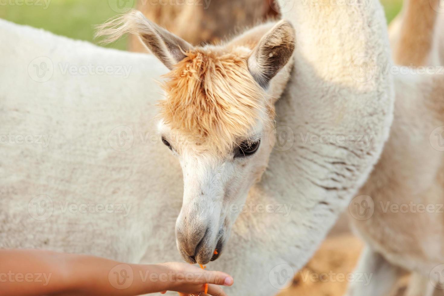 süßes alpaka mit lustigem gesicht, das im sommertag auf der ranch futter in der hand isst. Hausalpakas, die auf der Weide in einem natürlichen Öko-Bauernhof grasen, ländlicher Hintergrund. Tierpflege und ökologisches Landwirtschaftskonzept. foto