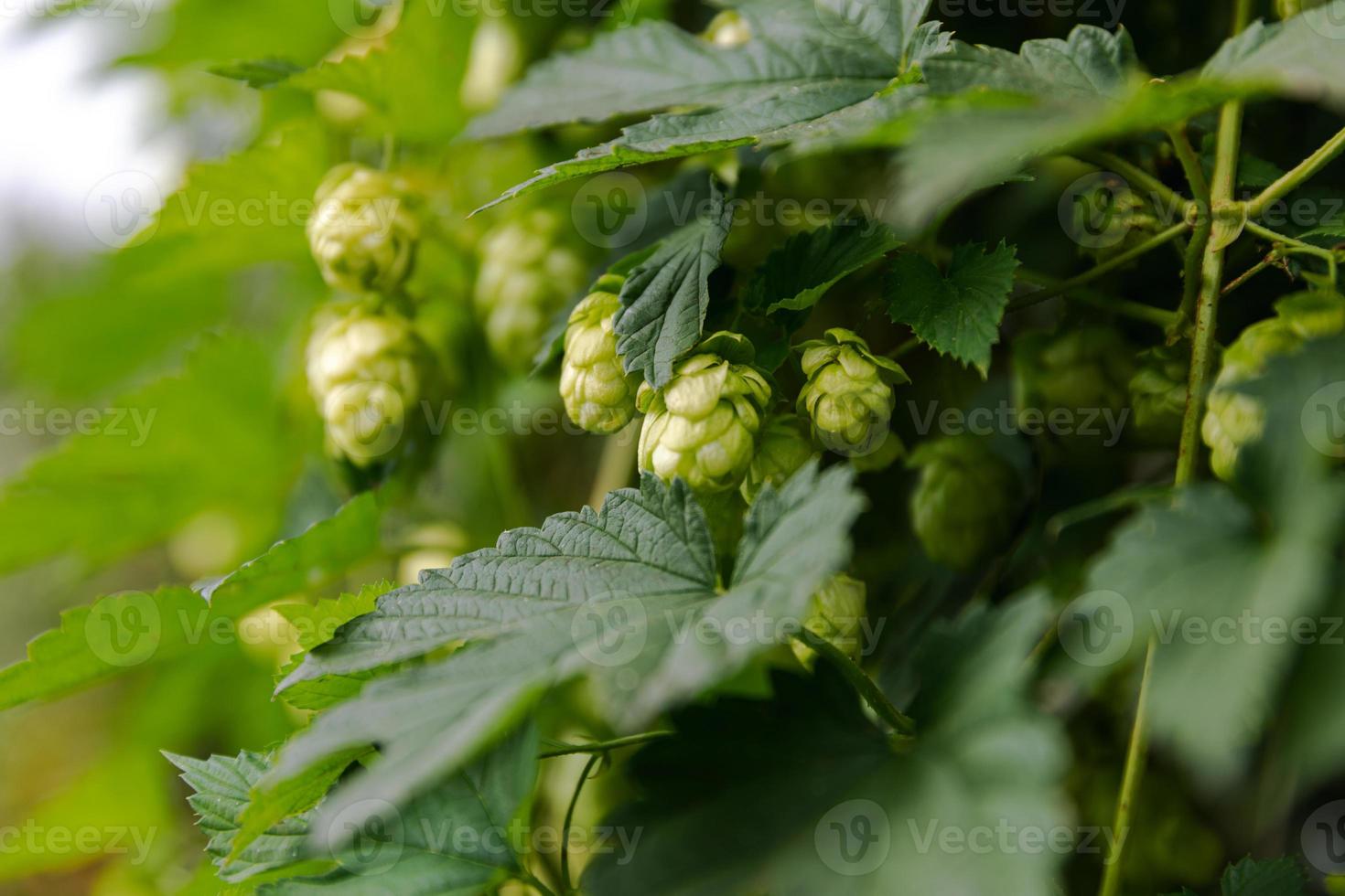 Landwirtschafts- und Landwirtschaftskonzept. Grüne, frische, reife Bio-Hopfenzapfen für die Herstellung von Bier und Brot, Nahaufnahme. frischer Hopfen für die Brauereiproduktion. Hopfenpflanze, die im Garten oder auf dem Bauernhof wächst. foto