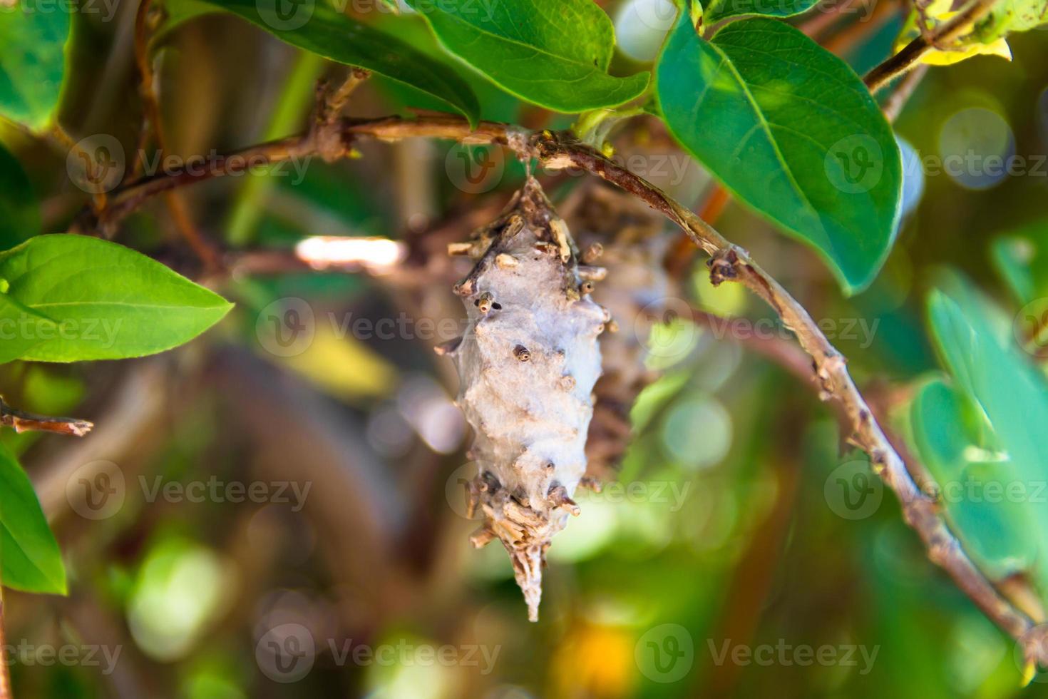 Schmetterlingswurmpuppe Oiketicus kirbyi im Sommer foto