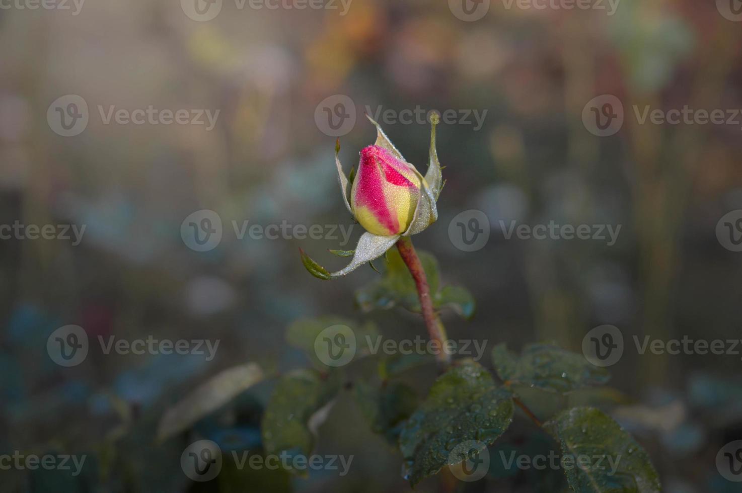 rote Rosenknospe im Regen foto