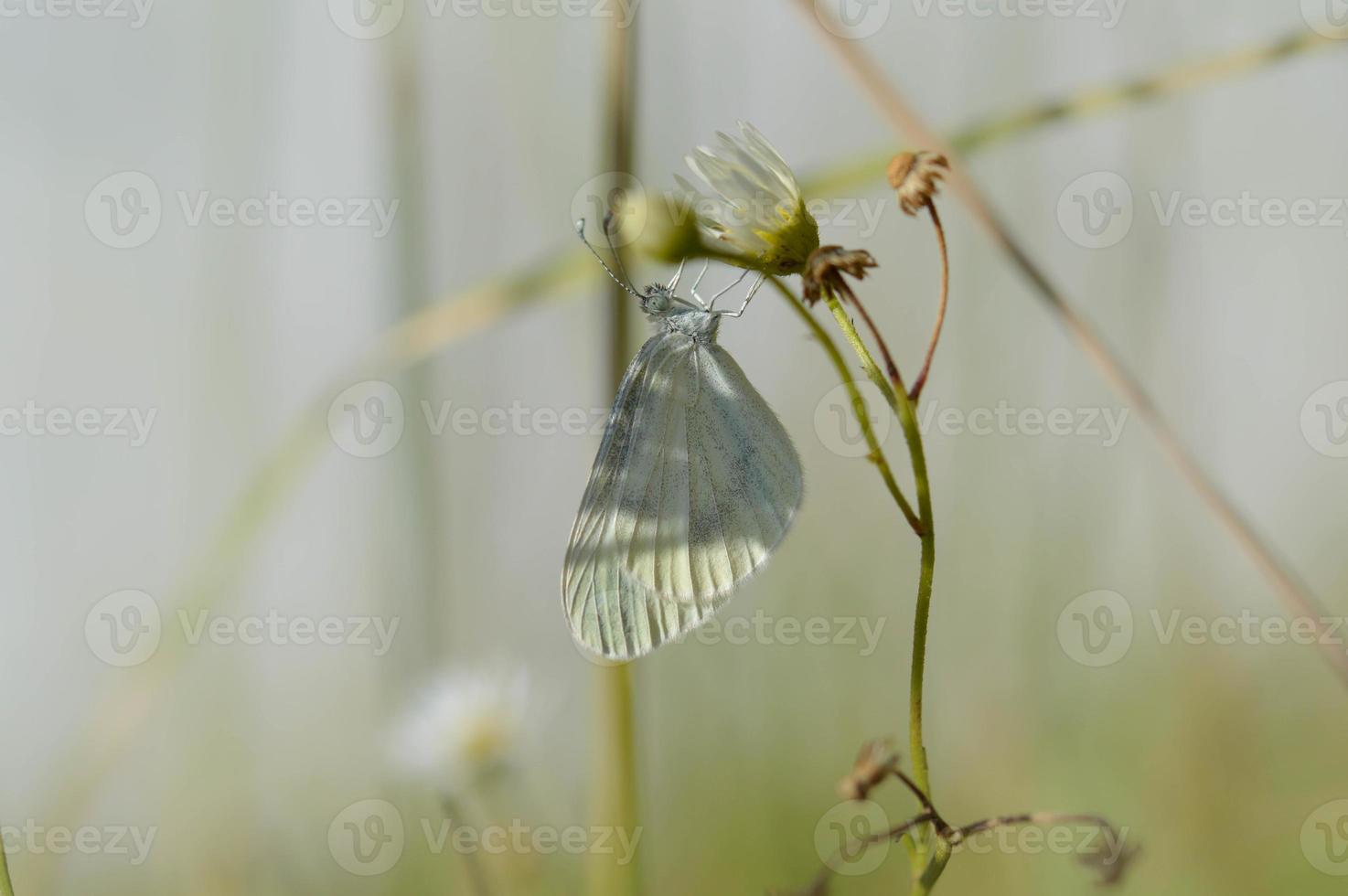 Holzweißer Schmetterling, kleiner Schmetterling auf einer Blume foto