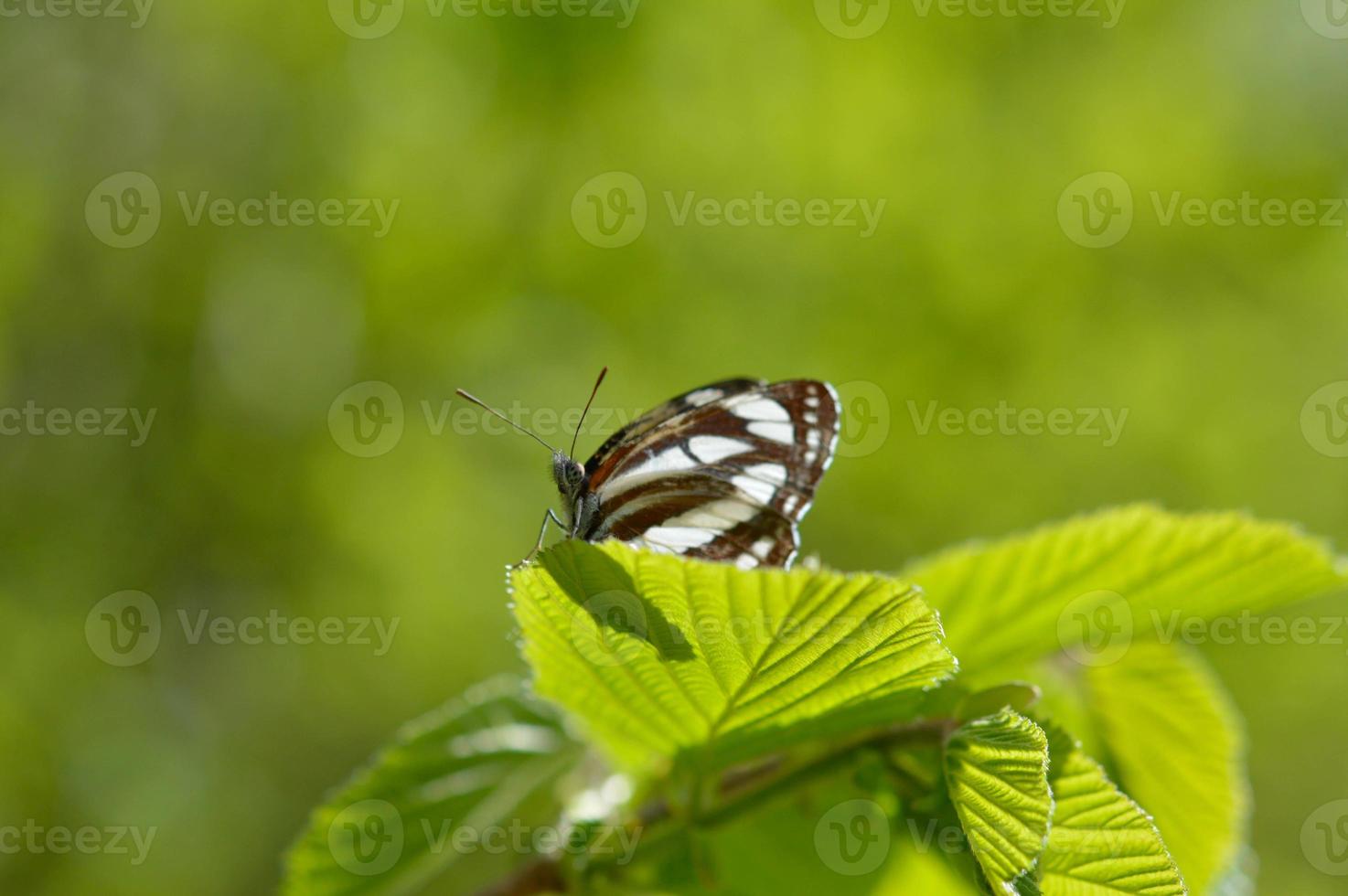 Gemeiner Seemann, brauner und weißer Schmetterling auf einem grünen Blattmakro foto