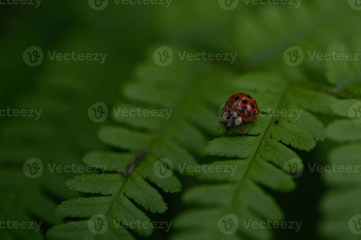 Marienkäfer auf einem Farnblatt foto