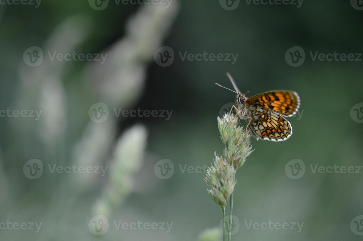 Heide-Scheckenfalter, orangefarbener Schmetterling in freier Wildbahn foto