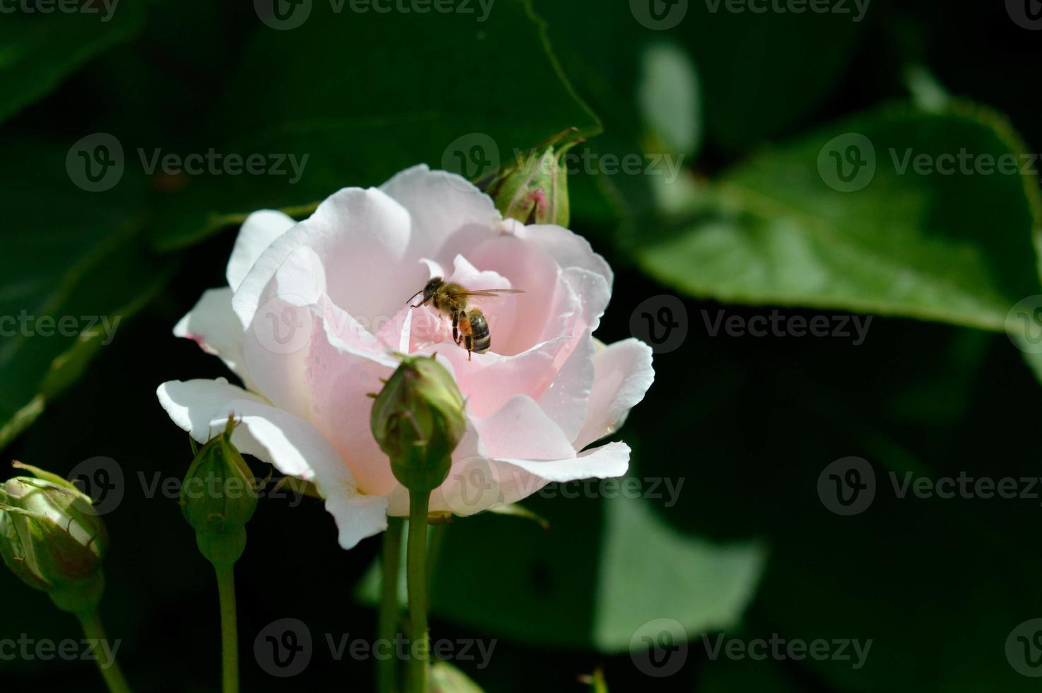 Biene in einer pastellrosa und weißen Rose im Garten. foto