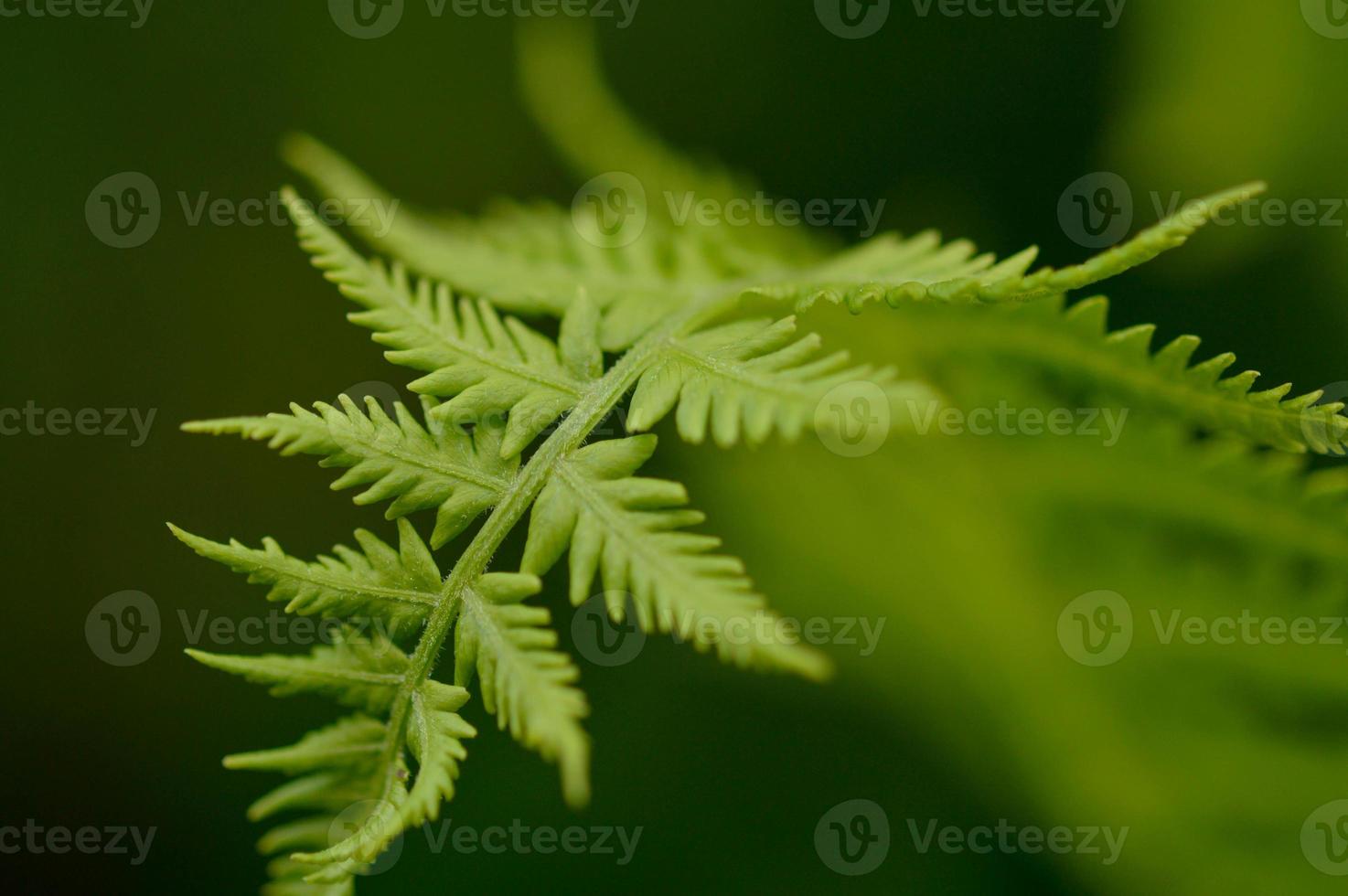 Farnblatt in der Natur, grünes Blatt, grüne Pflanze foto