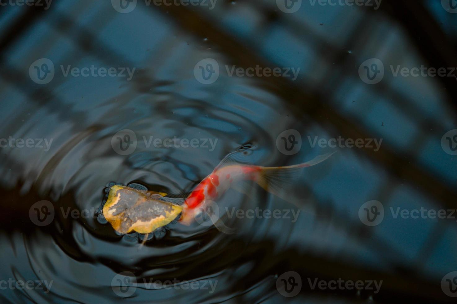 Koi-Fische im See foto