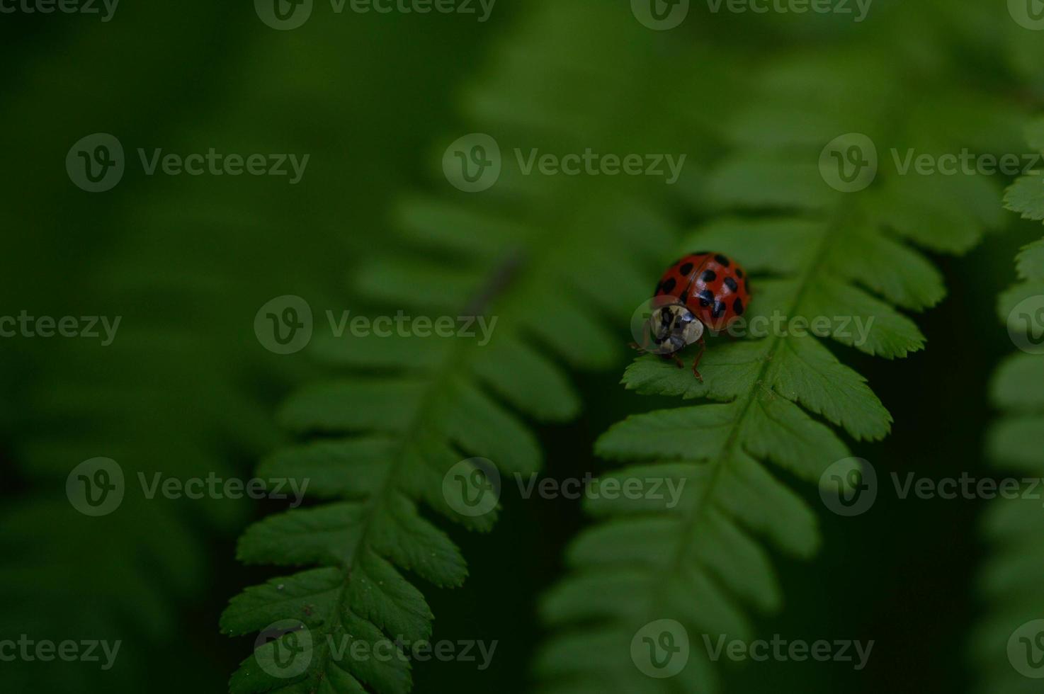 Marienkäfer auf einem Farnblatt foto