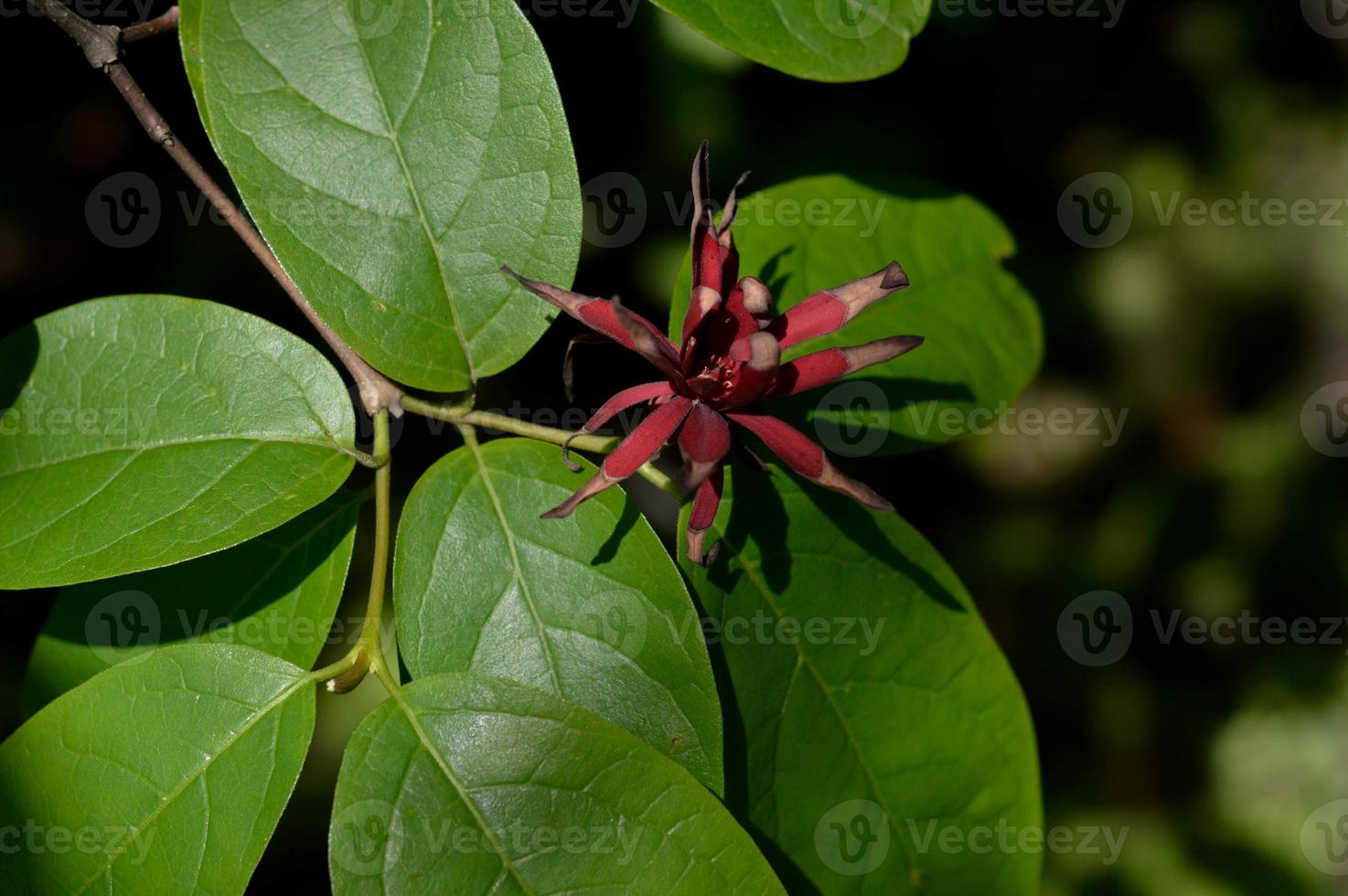 süßer Strauchbaum, rote Blume und große grüne Blätter foto