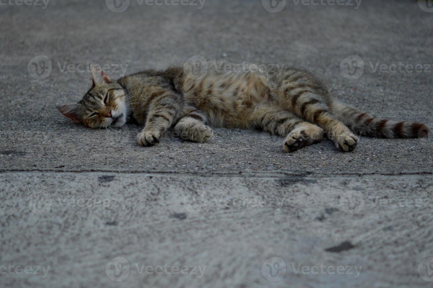 katze liegt auf dem boden, katze schläft, streunende katze foto