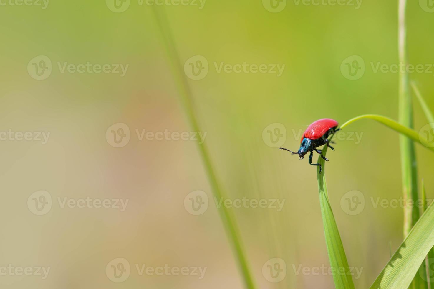 Lilienkäfer, kleiner roter Käfer in der Natur auf einem Blatt foto
